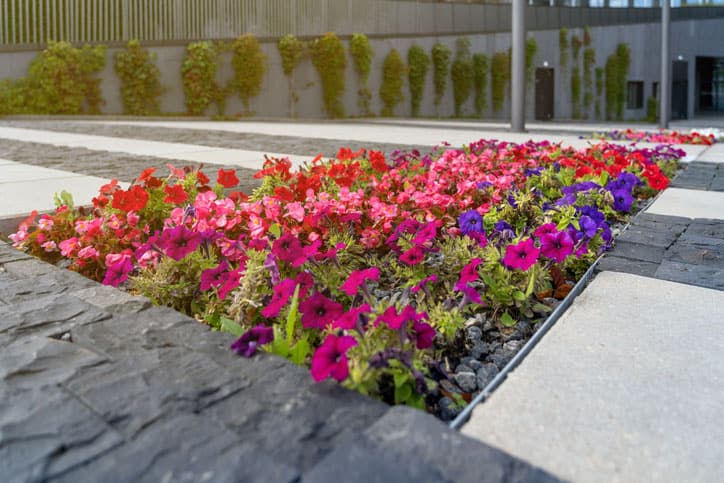 spring-landscaping-flowers-in-corporate-walkway